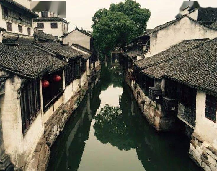 可爱的小考拉